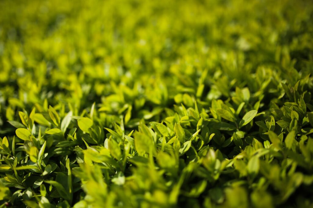 ligusterhaag planten